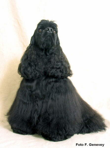American Cocker Spaniel Foto 2